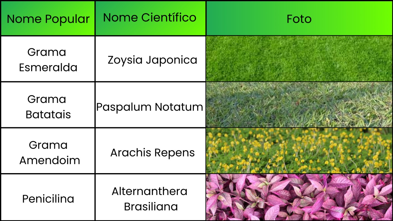 Tabela contendo informações sobre diferentes tipos de plantas utilizadas em paisagismo. A tabela possui três colunas: "Nome Popular", "Nome Científico" e "Foto". São listadas quatro espécies:  Grama Esmeralda (Zoysia Japonica) – apresenta uma foto de grama verde densa. Grama Batatais (Paspalum Notatum) – exibe uma imagem de grama menos densa e com folhas mais largas. Grama Amendoim (Arachis Repens) – destacada com suas pequenas flores amarelas. Penicilina (Alternanthera Brasiliana) – ilustrada com suas folhas roxas vibrantes. A tabela utiliza um gradiente de verde no cabeçalho, dando um visual harmonioso e agradável.